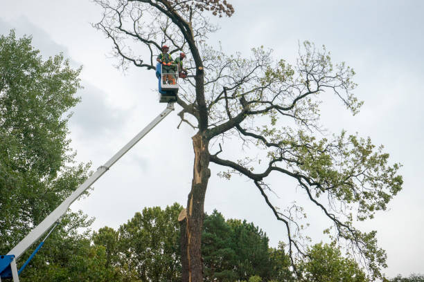 Reliable Haviland, NY Tree Care Services Solutions