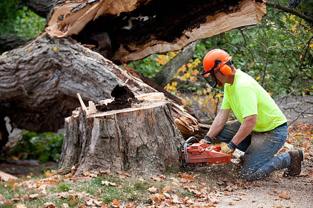 Best Hazardous Tree Removal  in Haviland, NY