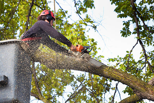 How Our Tree Care Process Works  in  Haviland, NY